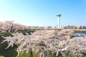 函館五稜郭公園的櫻花盛宴~櫻花樹下的成吉思汗烤羊肉